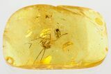 Detailed Fossil Spider and Ant In Baltic Amber #346383-2